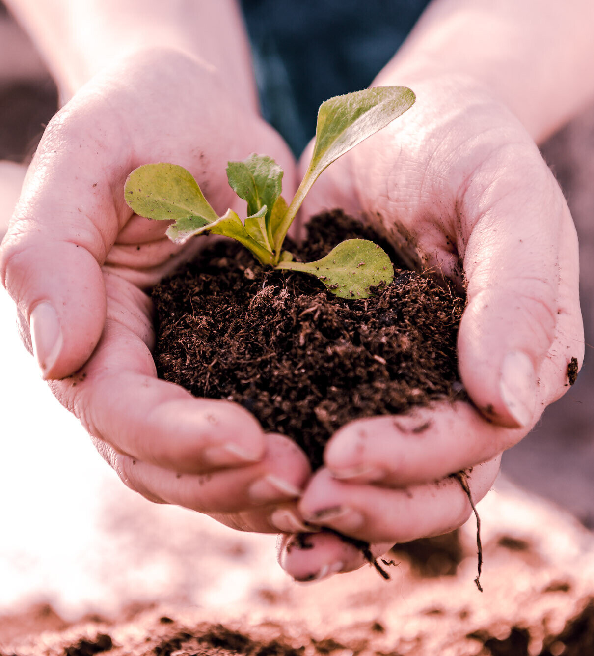 Hände halten einen jungen Setzling in Erde, Symbol für nachhaltiges Wachstum und Neuanfang im Garten.